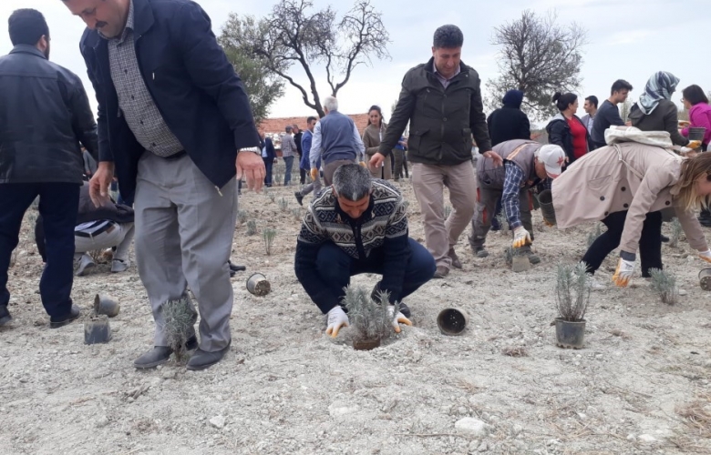 TARİHİ ALAN’DA “LAVANTA TARLA GÜNÜ” ETKİNLİĞİ GERÇEKLEŞTİRİLDİ