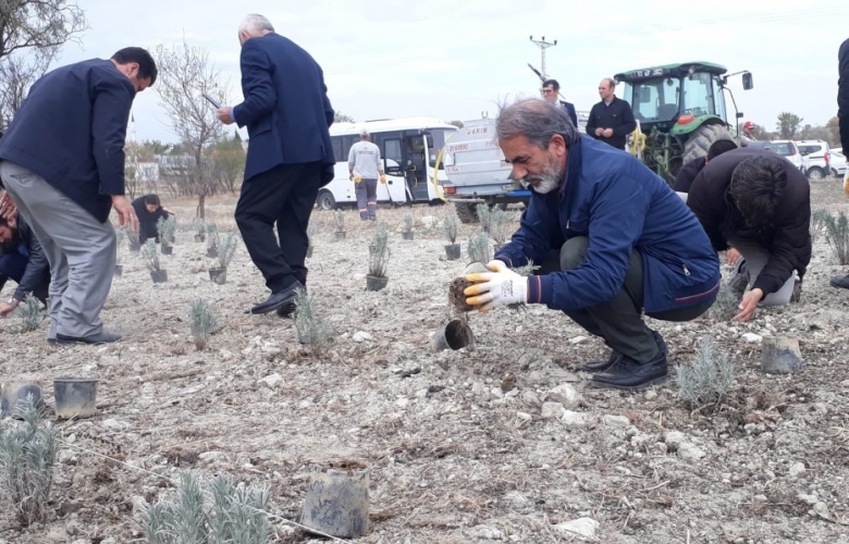 TARİHİ ALAN’DA “LAVANTA TARLA GÜNÜ” ETKİNLİĞİ GERÇEKLEŞTİRİLDİ