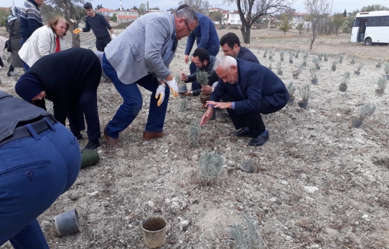 TARİHİ ALAN’DA “LAVANTA TARLA GÜNÜ” ETKİNLİĞİ GERÇEKLEŞTİRİLDİ