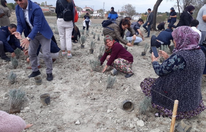 TARİHİ ALAN’DA “LAVANTA TARLA GÜNÜ” ETKİNLİĞİ GERÇEKLEŞTİRİLDİ