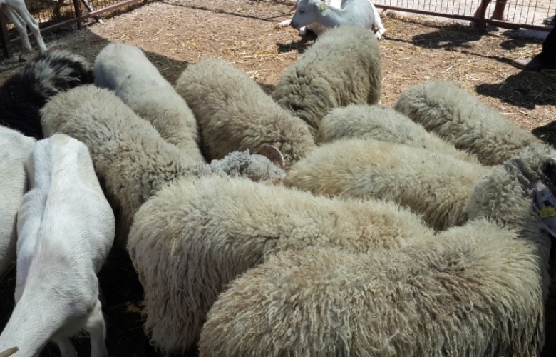 KURBAN'DA YOK, KURBAN KESEN' DE 