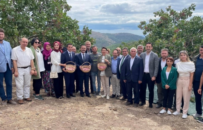 TARIM İL MÜDÜRLÜĞÜNDEN ANTEP FISTIĞI HASAT ŞENLİĞİ