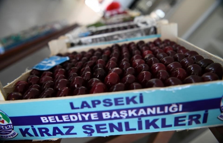 Lapseki'nin kirazı çay bardağına sığmıyor