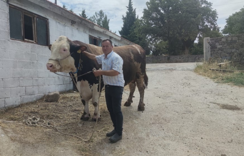 1 TON 500 KİLOGRAMLIK BOĞA ALICISINI BEKLİYOR