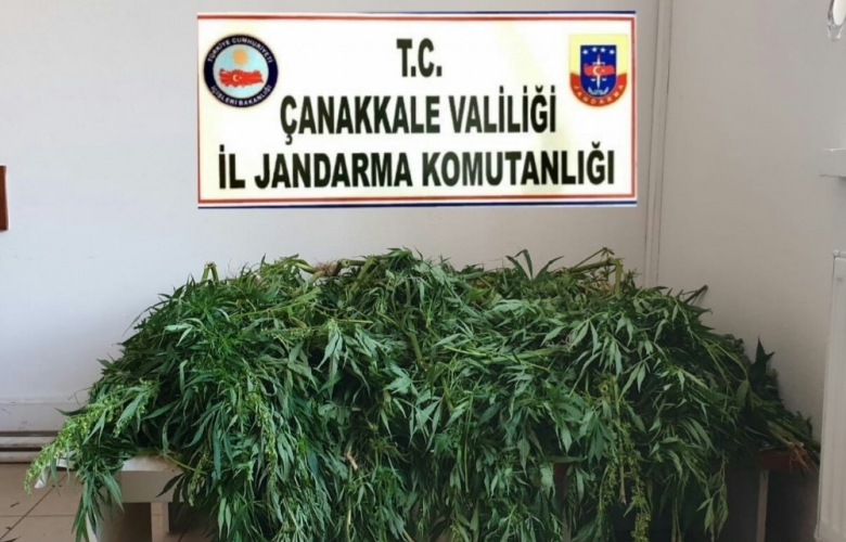 YASADIŞI HİNT KENEVİRI EKİMİNE JANDARMA ENGELİ