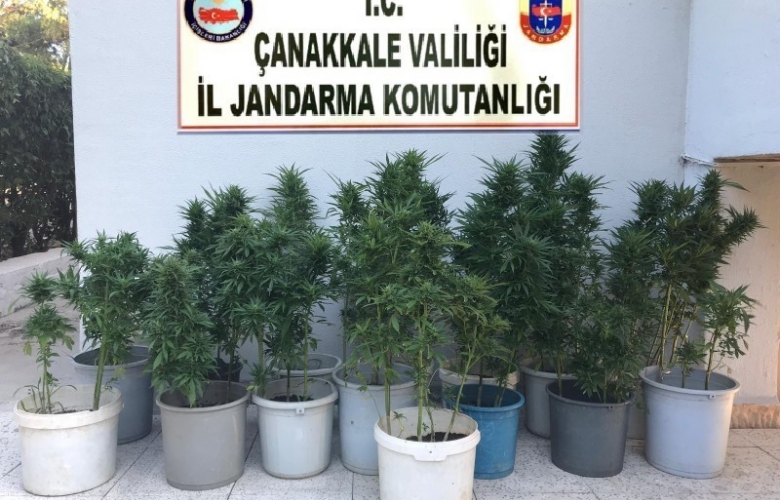 BAYRAMİÇ’TE YASADIŞI KENEVİR EKİMİ YAPAN ŞAHIS YAKALANDI
