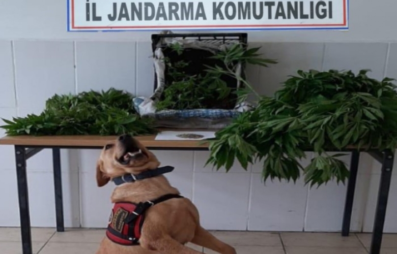 YASA DIŞI KENEVİR EKEN ŞAHISLAR YAKALANDI