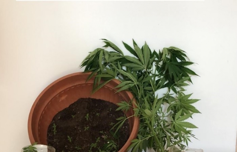 HİNT KENEVİRİ EKİMİNE JANDARMA BASKINI