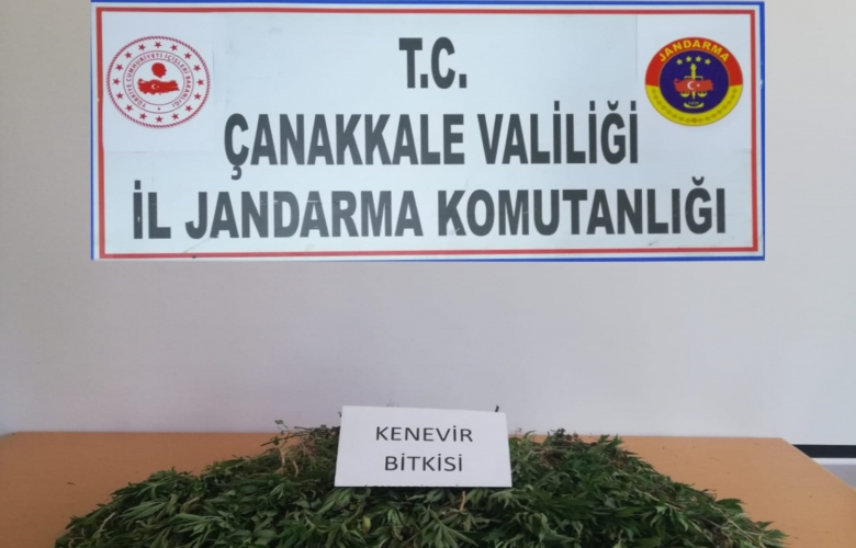 JANDARMADAN YASA DIŞI KENEVİRİ YETİŞTİRENLERE OPERASYON