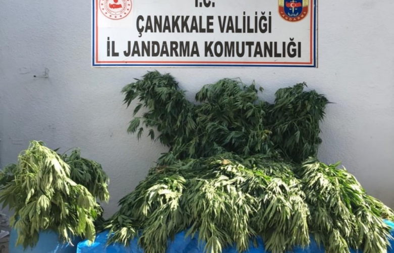 2653 KÖK YASA DIŞI KENEVİR İLE SUÇÜSTÜ YAKALANDILAR