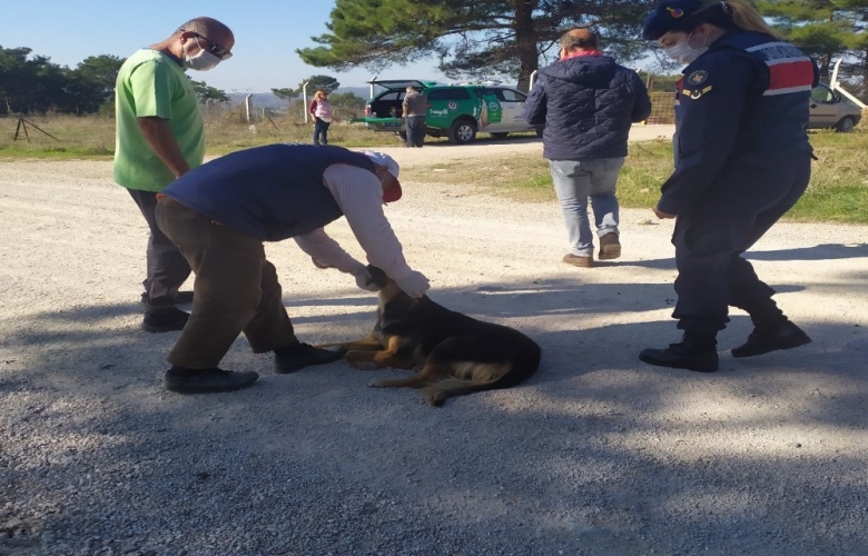 TERK EDİLEN KÖPEKLER AYVACIK BELEDİYESİ KÖPEK BARINAĞINA GÖTÜRÜLDÜ
