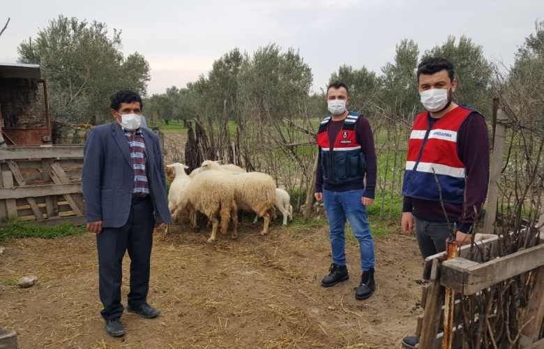ÇANAKKALE JANDARMA EKİPLERİ HAYVAN HIRSIZLARINA GÖZ AÇTIRMIYOR