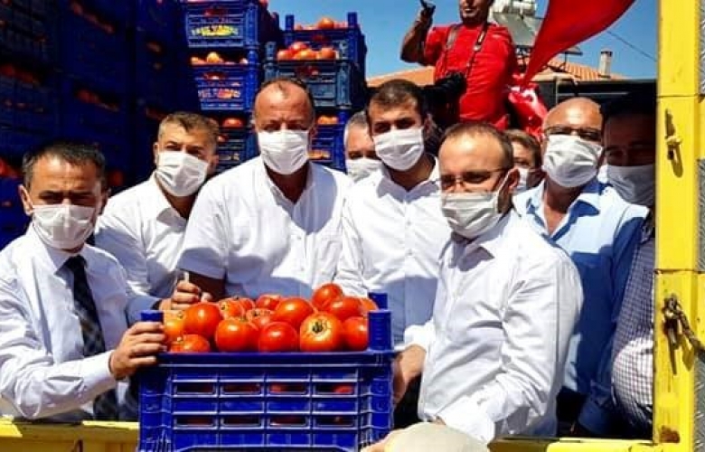 SEMİZOĞLU DOMATES HASAT ŞENLİĞİNE KATILDI