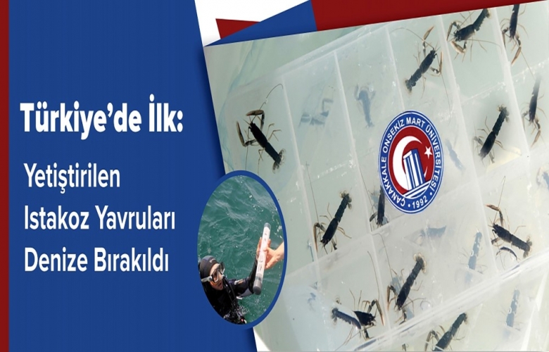 ÇOMÜ’DEN TÜRKİYE’DE İLK: YETİŞTİRİLEN ISTAKOZ YAVRULARI DENİZE BIRAKILDI
