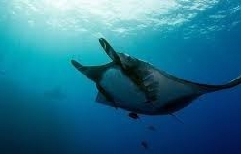 GÖKÇEADA'DA MANTA VATOZU GÖRÜNTÜLENDİ