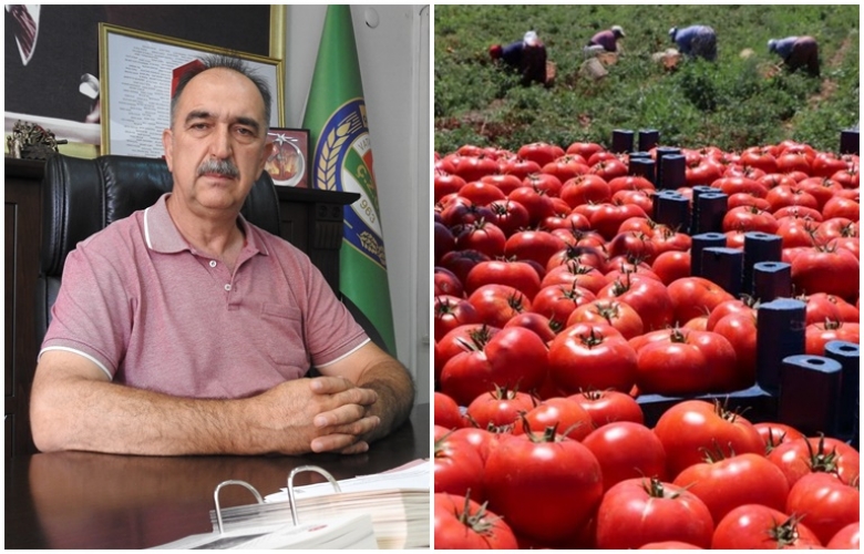 Çanakkale Domatesinde Hasat Başladı: Tarlada 8 TL, Pazarda 50 TL!